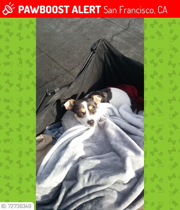 Lost Female Dog last seen Safeway , San Francisco, CA 94107
