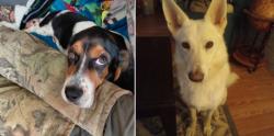 Lost Male Dog last seen Near the end of the road, towards stokes chapel, Todd County, KY 42220