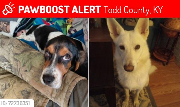 Lost Male Dog last seen Near the end of the road, towards stokes chapel, Todd County, KY 42220