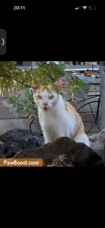 Lost Male Cat last seen Lee Ave & Dutton, San Leandro, CA 94577