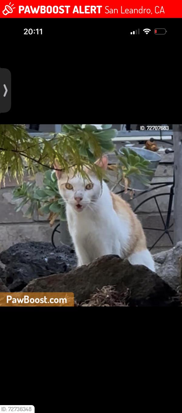 Lost Male Cat last seen Lee Ave & Dutton, San Leandro, CA 94577