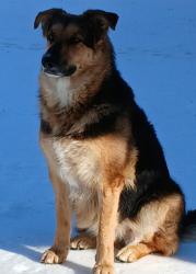 Lost Female Dog last seen Voca rd., Caddo, OK 74729