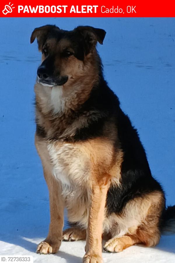Lost Female Dog last seen Voca rd., Caddo, OK 74729