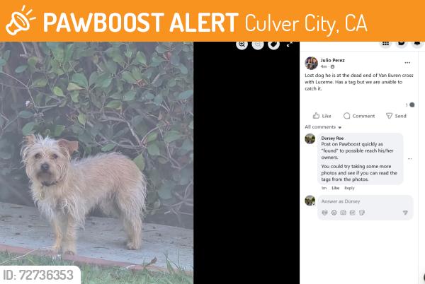 Found/Stray Unknown Dog last seen Van Buren & Lucerne , Culver City, CA 90232