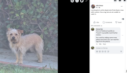 Found/Stray Unknown Dog last seen Van Buren & Lucerne , Culver City, CA 90232