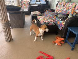 Found/Stray Female Dog last seen Chicago and Ohio , Melbourne, FL 32904