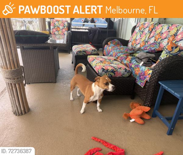 Found/Stray Female Dog last seen Chicago and Ohio , Melbourne, FL 32904
