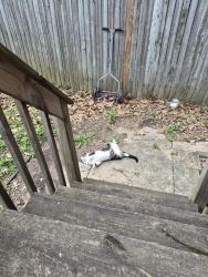 Found/Stray Male Cat last seen My backyard, Philadelphia, PA 19139