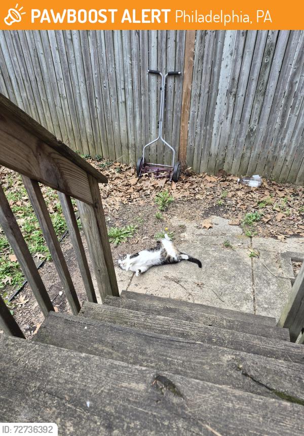 Found/Stray Male Cat last seen My backyard, Philadelphia, PA 19139