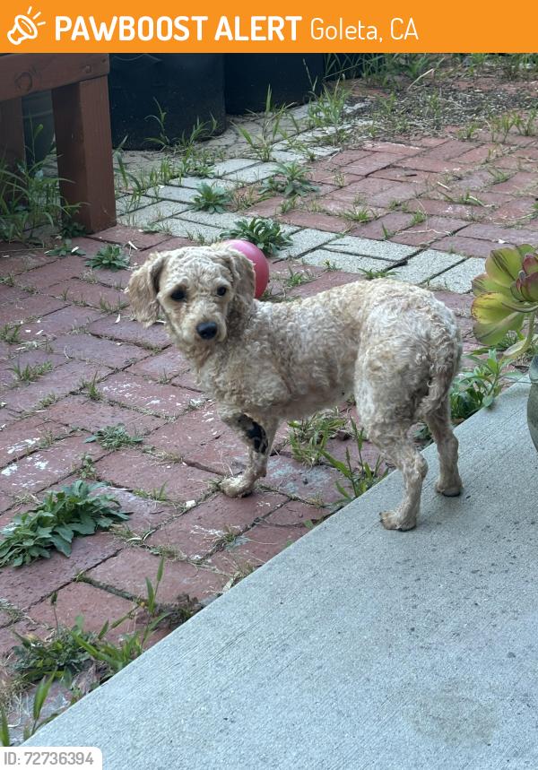 Found/Stray Unknown Dog last seen Hollister , Goleta, CA 93117