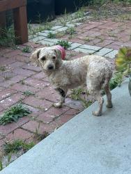 Found/Stray Unknown Dog last seen Hollister , Goleta, CA 93117