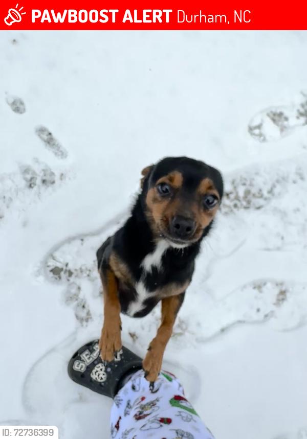 Lost Male Dog last seen hermine st, Durham, NC 27705