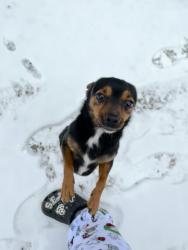 Lost Male Dog last seen hermine st, Durham, NC 27705