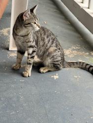 Found/Stray Unknown Cat last seen Rolling ridge drive covington, ga, Newton County, GA 30016