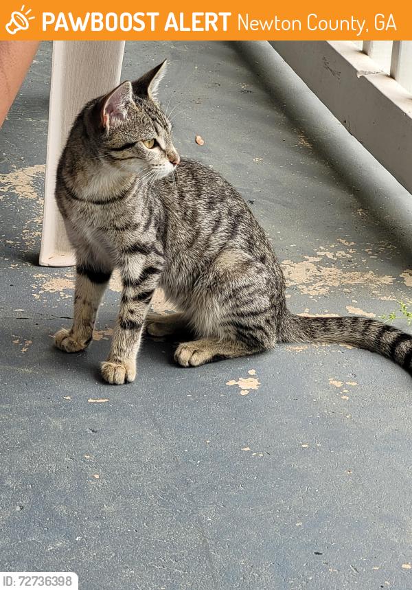 Found/Stray Unknown Cat last seen Rolling ridge drive covington, ga, Newton County, GA 30016
