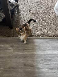 Found/Stray Female Cat last seen Kensington Park apmts , Springfield, MO 65807