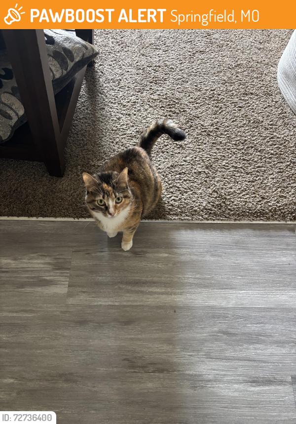 Found/Stray Female Cat last seen Kensington Park apmts , Springfield, MO 65807