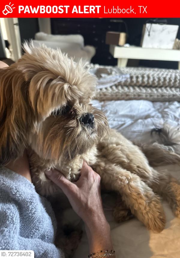 Lost Female Dog last seen 75th and Quaker, Lubbock, TX 79423