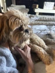 Lost Female Dog last seen 75th and Quaker, Lubbock, TX 79423