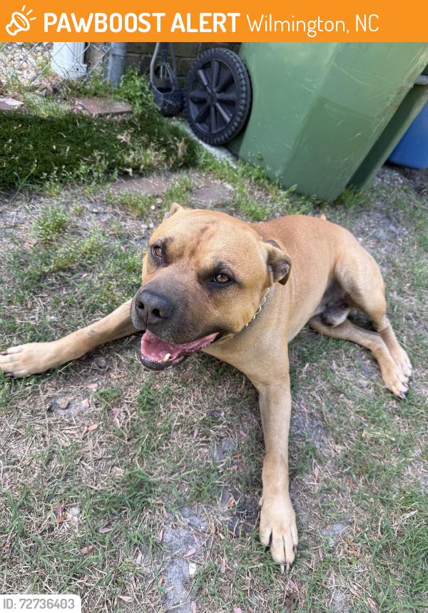 Found/Stray Male Dog last seen Near Cape Fear Scout Shop, Wilmington, NC 28412