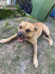 Found/Stray Male Dog last seen Near Cape Fear Scout Shop, Wilmington, NC 28412