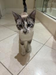 Found/Stray Male Cat last seen Commercial blvd, Lauderdale-by-the-Sea, FL 33308