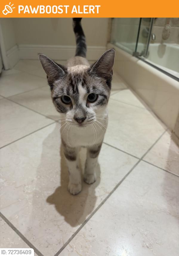 Found/Stray Male Cat last seen Commercial blvd, Lauderdale-by-the-Sea, FL 33308