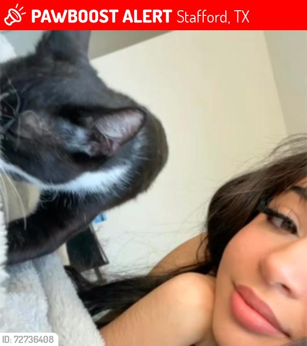 Lost Male Cat last seen Near South Kirkwood, Stafford, TX 77477