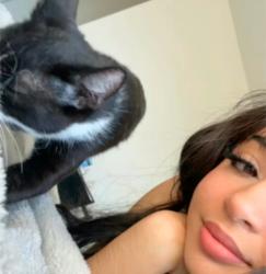 Lost Male Cat last seen Near South Kirkwood, Stafford, TX 77477