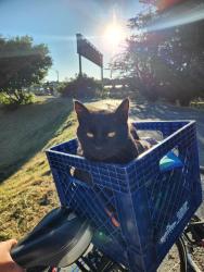 Found/Stray Unknown Cat last seen Buchanan St. Bike Trail, Albany, CA 94706
