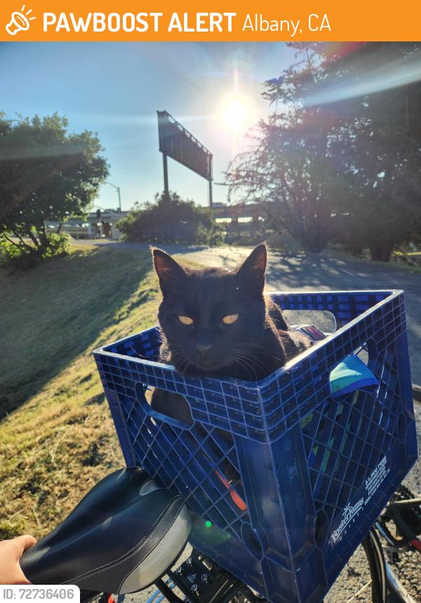 Found/Stray Unknown Cat last seen Buchanan St. Bike Trail, Albany, CA 94706
