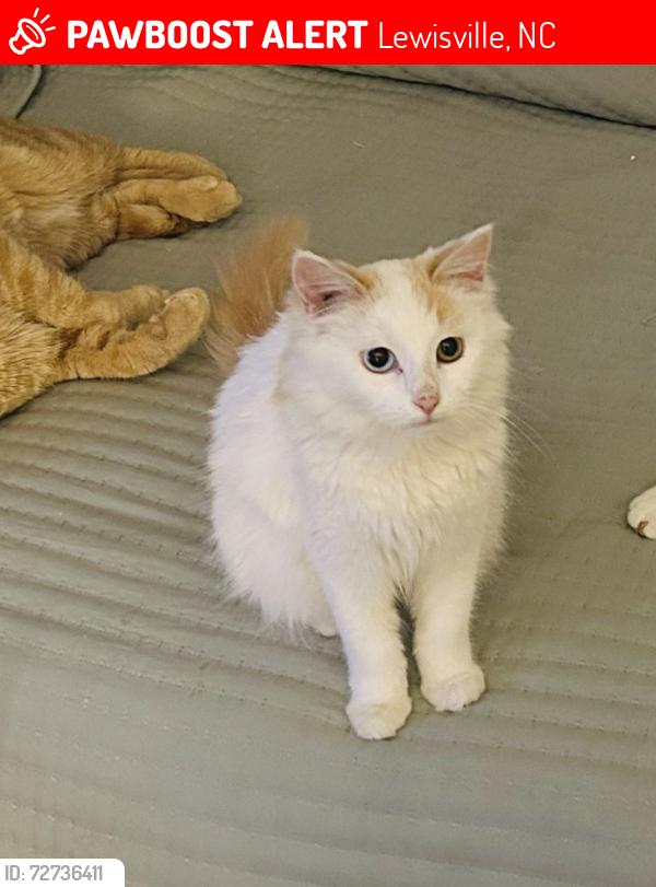 Lost Female Cat last seen Brookway West apmts, Lewisville, NC 27023