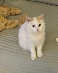 Lost Female Cat last seen Brookway West apmts, Lewisville, NC 27023