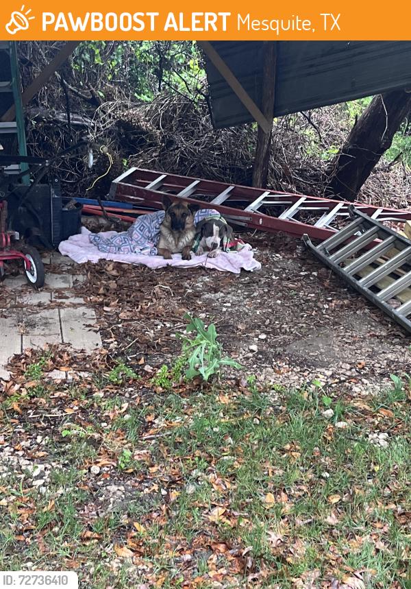Found/Stray Male Dog last seen Near south belt line rd Balch springs , Mesquite, TX 75181
