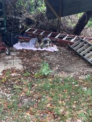 Found/Stray Male Dog last seen Near south belt line rd Balch springs , Mesquite, TX 75181