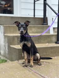 Found/Stray Female Dog last seen Evison St & Prospect St, Indianapolis, IN 46203