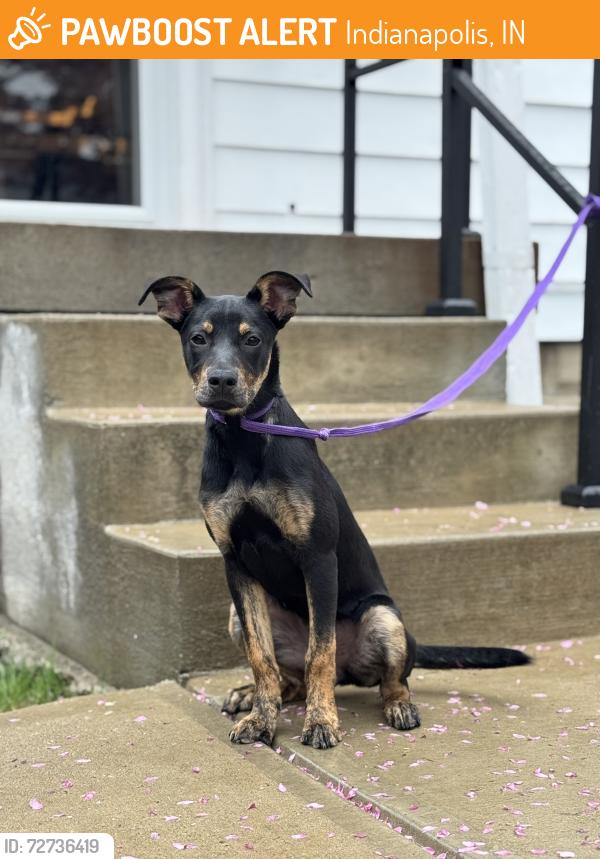Found/Stray Female Dog last seen Evison St & Prospect St, Indianapolis, IN 46203