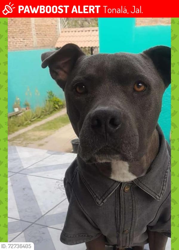 Lost Male Dog last seen calle Albacar y avenida Matatlan, Tonalá, Jal. 
