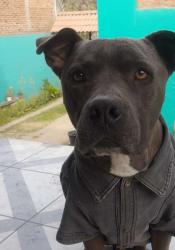 Lost Male Dog last seen calle Albacar y avenida Matatlan, Tonalá, Jal. 