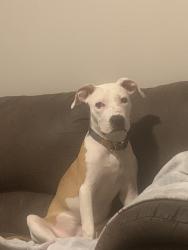 Lost Female Dog last seen Delaney , Grand Rapids, MI 49504
