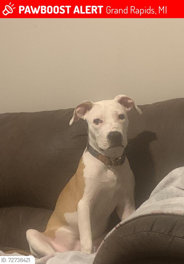 Lost Female Dog last seen Delaney , Grand Rapids, MI 49504