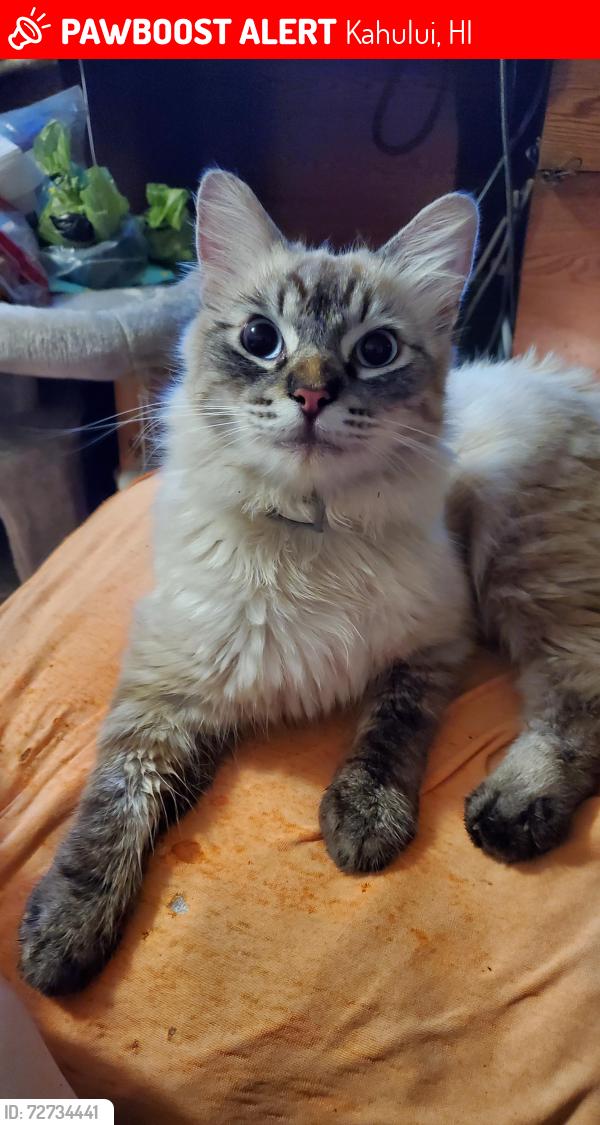 Lost Male Cat last seen Between Ani-Hina and Hawaii streets kahului, Kahului, HI 96732
