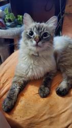 Lost Male Cat last seen Between Ani-Hina and Hawaii streets kahului, Kahului, HI 96732