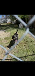 Lost Male Dog last seen Near freeway in banning California, Banning, CA 92220