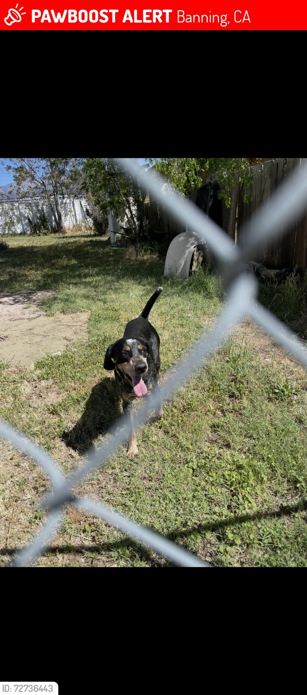 Lost Male Dog last seen Near freeway in banning California, Banning, CA 92220
