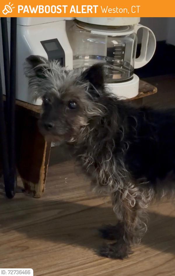 Found/Stray Female Dog last seen Between Norwalk and Wetson, Weston, CT 06883