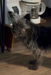 Found/Stray Female Dog last seen Between Norwalk and Wetson, Weston, CT 06883