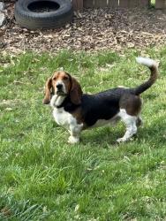 Found/Stray Male Dog last seen Timber Valley Drive, Nashville, TN 37214