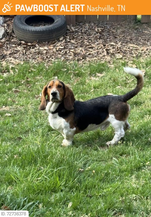 Found/Stray Male Dog last seen Timber Valley Drive, Nashville, TN 37214