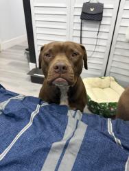 Found/Stray Female Dog last seen Near nw 22nd Miami, Miami, FL 33147